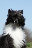 CHIEN NU CHINOIS 159